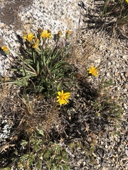 Pyrrocoma apargioides