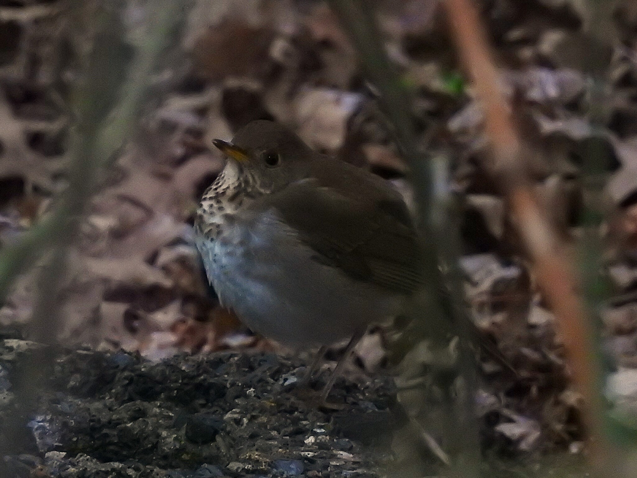 Bicknell's Thrush (Catharus bicknelli), photo 3