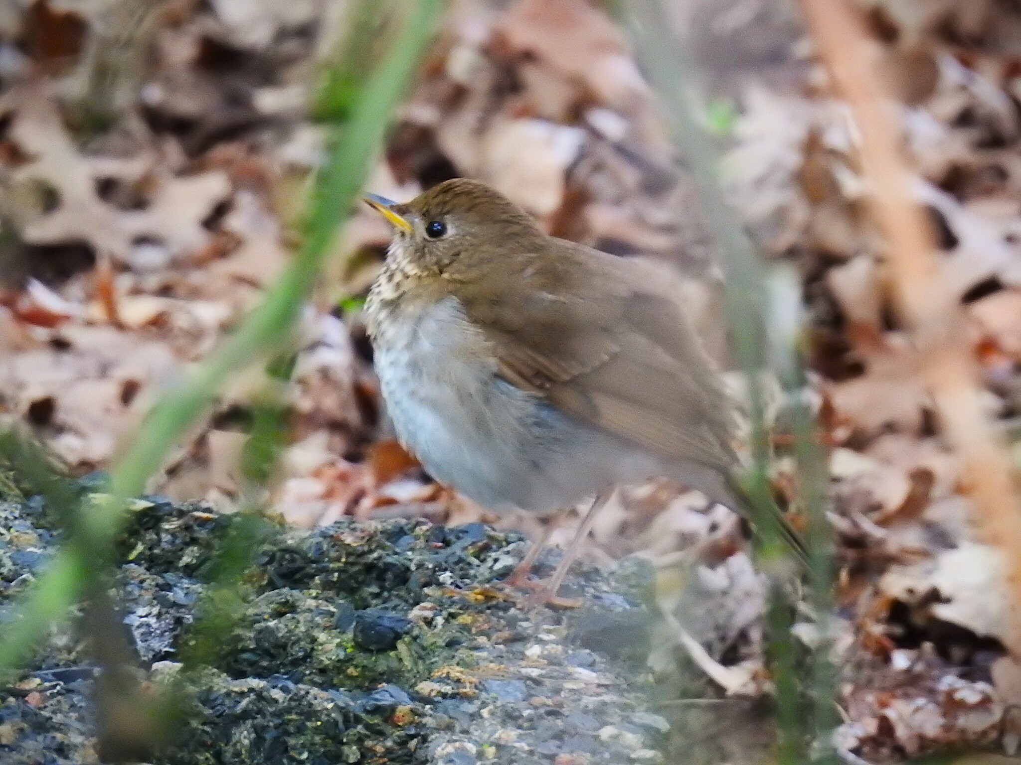 Bicknell's Thrush (Catharus bicknelli), photo 4