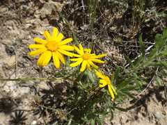 Senecio californicus