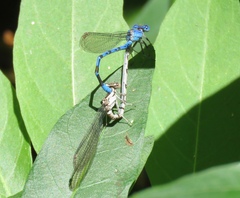 Argia vivida