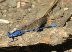 Argia vivida