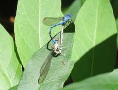 Argia vivida
