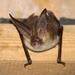 Long-eared Bats - Photo (c) Martin Grimm, some rights reserved (CC BY-NC), uploaded by Martin Grimm