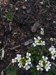 Arabis nuttallii