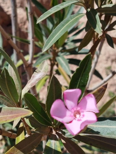 oleander