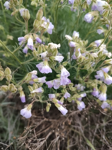 Washington polemonium (Polemonium pectinatum)