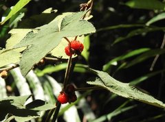 Rubus reflexus