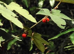 Rubus reflexus