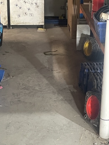 Common Tree Snake sighting