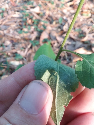 Image of Brintonia discoidea by (c) Will McFarland, some rights reserved (CC BY)
