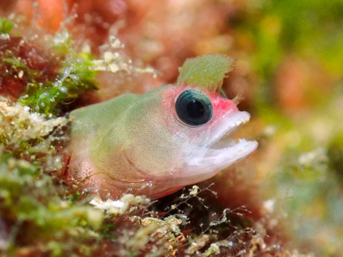 Tufted sand blenny (Mccoskerichthys sandae) — Chaenopsidae
