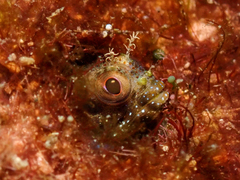 Bluntspine Blenny photo 4