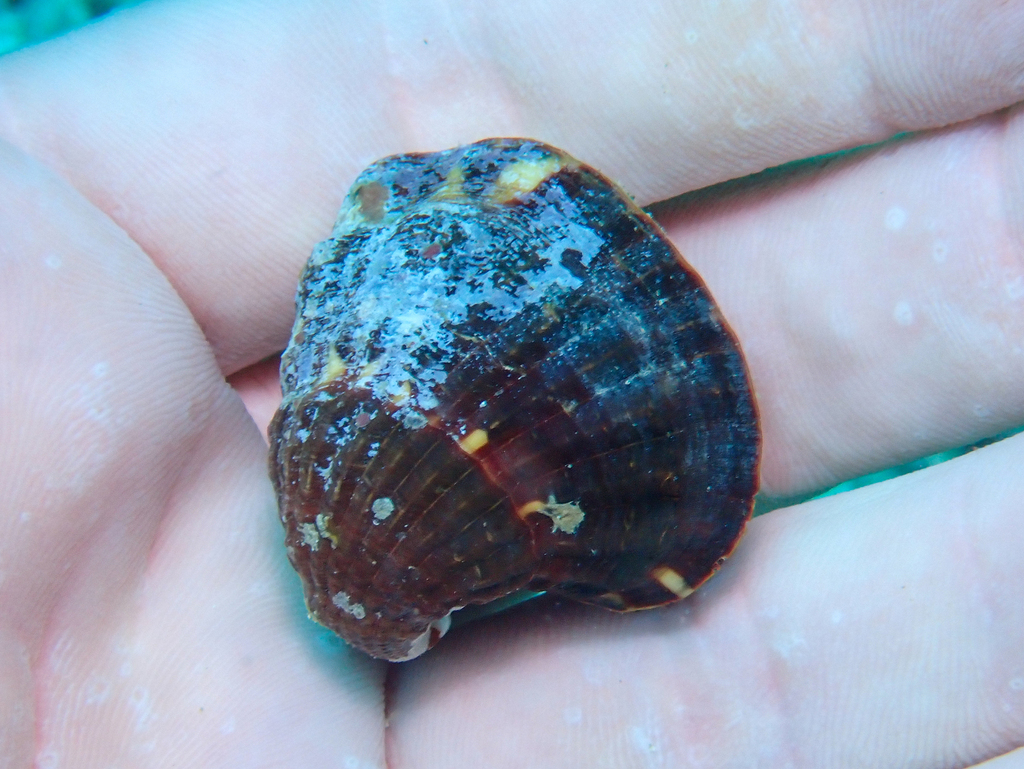 Strophocardia megastropha
