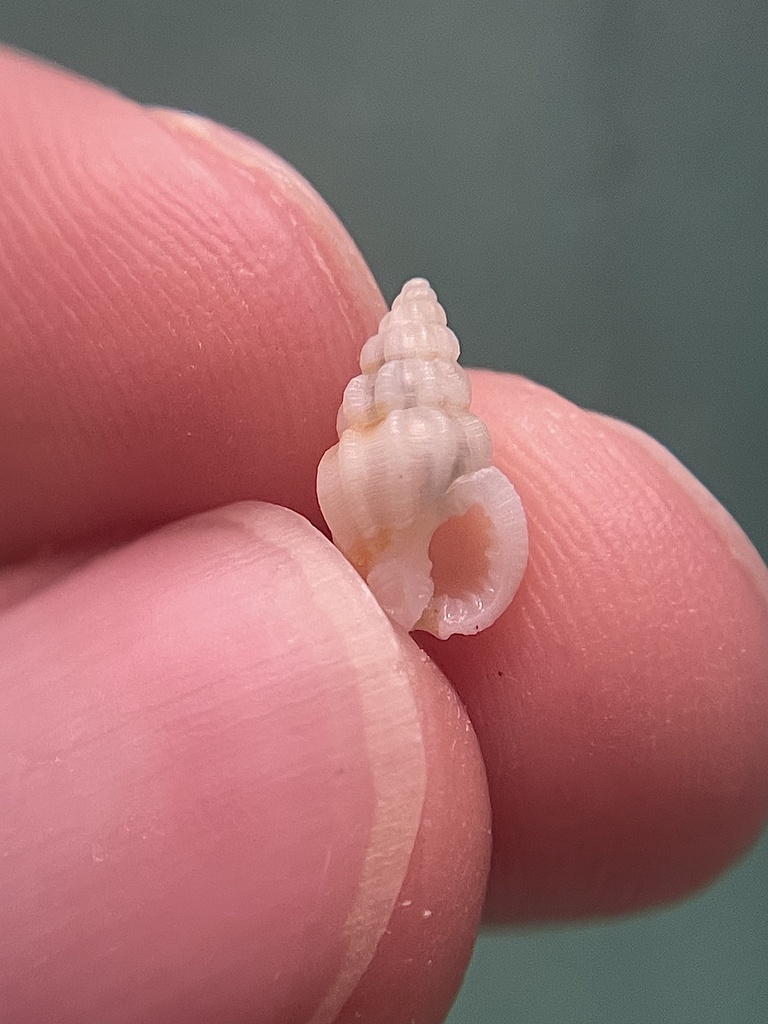 striate nassa