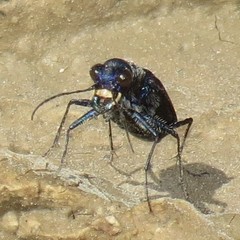 Cicindela nigrocoerulea