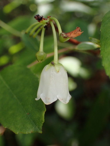 Zenobia pulverulenta, photograph 3