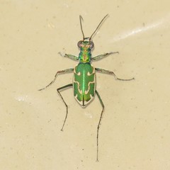 Ellipsoptera marutha