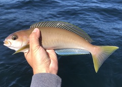 Ocean Whitefish photo 1