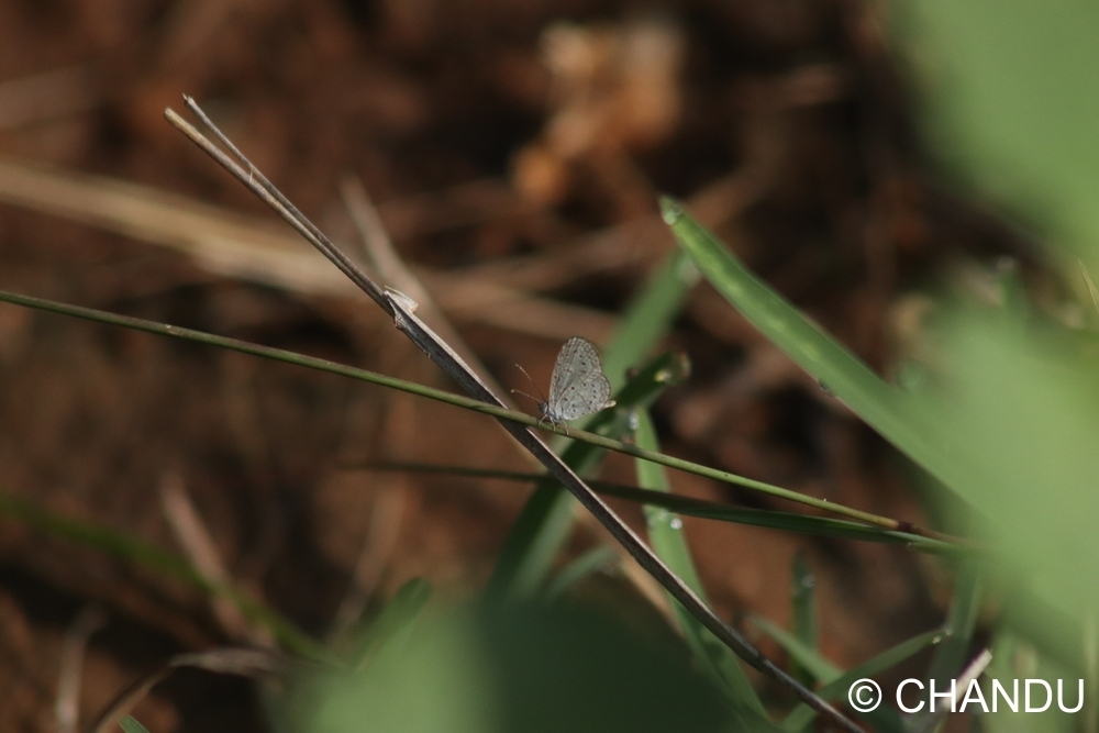 Tiny Grass Blue
