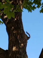 Sciurus carolinensis