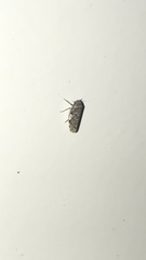 Xestocephalus tessellatus