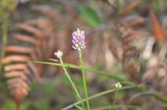 Polygala sanguinea