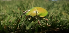 Chrysina