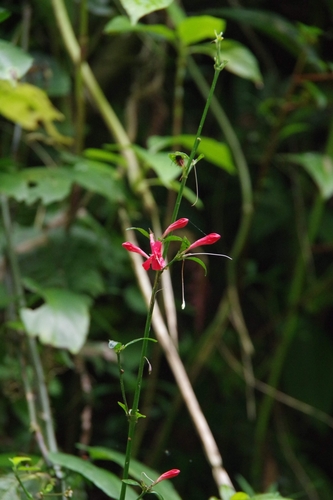 Ruellia coccinea, photograph 4