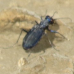 Cicindela nigrocoerulea