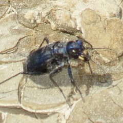 Cicindela nigrocoerulea
