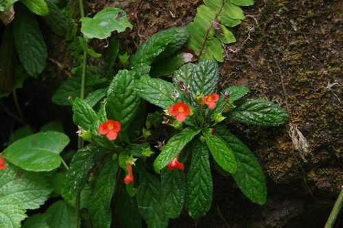Yerba-Neto-Hoja-de-Cueva (Gesneria reticulata)