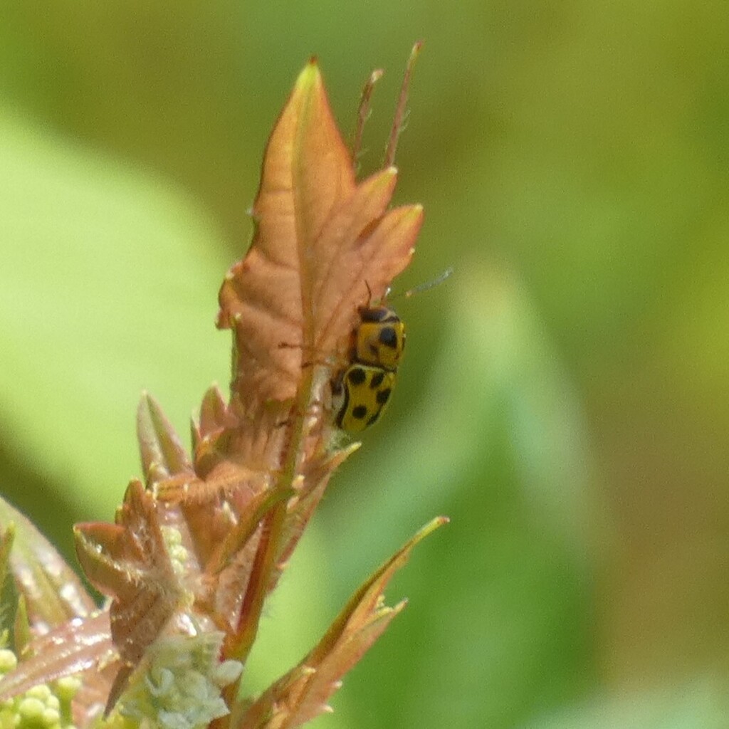 Bold-spotted Griburius