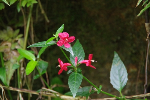 yerba maravilla (Ruellia coccinea)