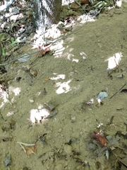 Dasypus novemcinctus