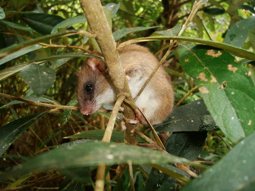 White-throated Montane Forest Rat (Drymoreomys albimaculatus) — Near Threatened Mammalia