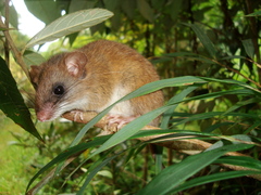 White-Throated Montane Forest Rat photo 2
