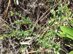 Phyllanthus cochinchinensis