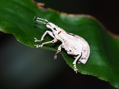 Dermatoxenus caesicollis