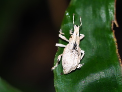 Dermatoxenus caesicollis