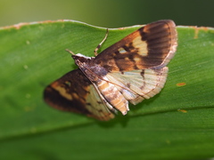 Pseudebulea fentoni