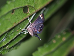 Eugauria albidentata