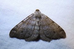 Macaria minorata