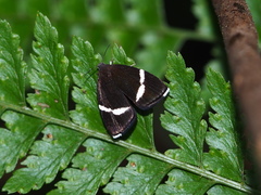 Alampla arcifraga