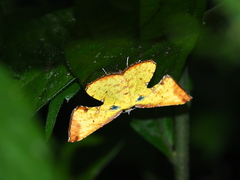 Corymica arnearia