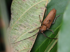 Peblephaeus decoloratus