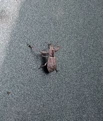 Pandeleteius defectus