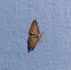 Lepidoptera