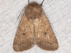 Protorthodes curtica