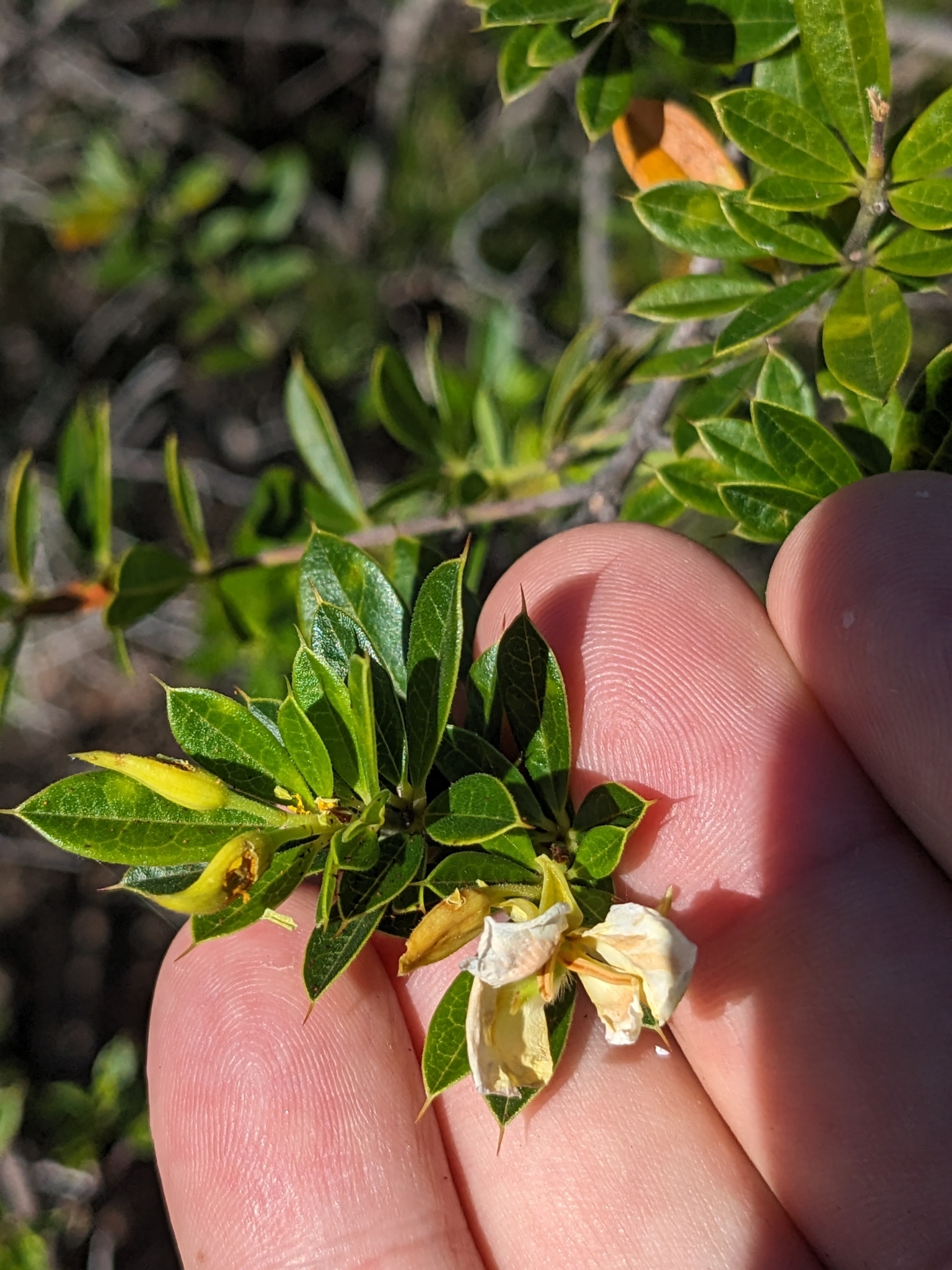 Labichea nitida